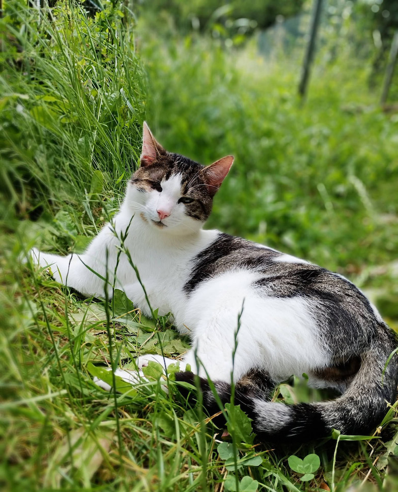 Sardine, a white and tabby cat, relaxing in long grass outdoors 