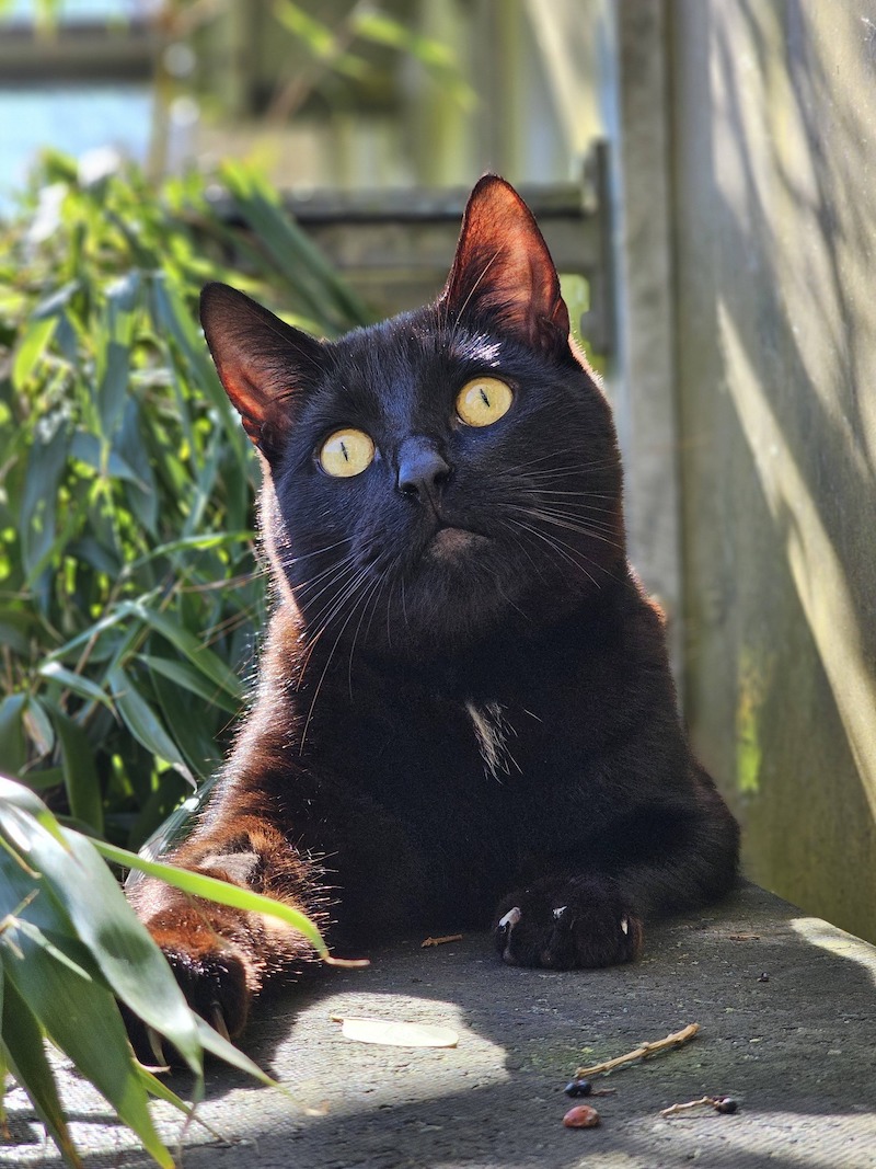 Black cat recovering after surgery 