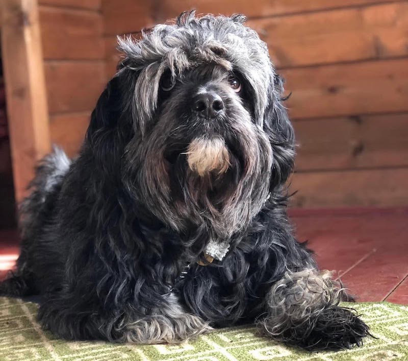 Mani the Cockapoo during his early days at Bath Cats and Dogs Home 