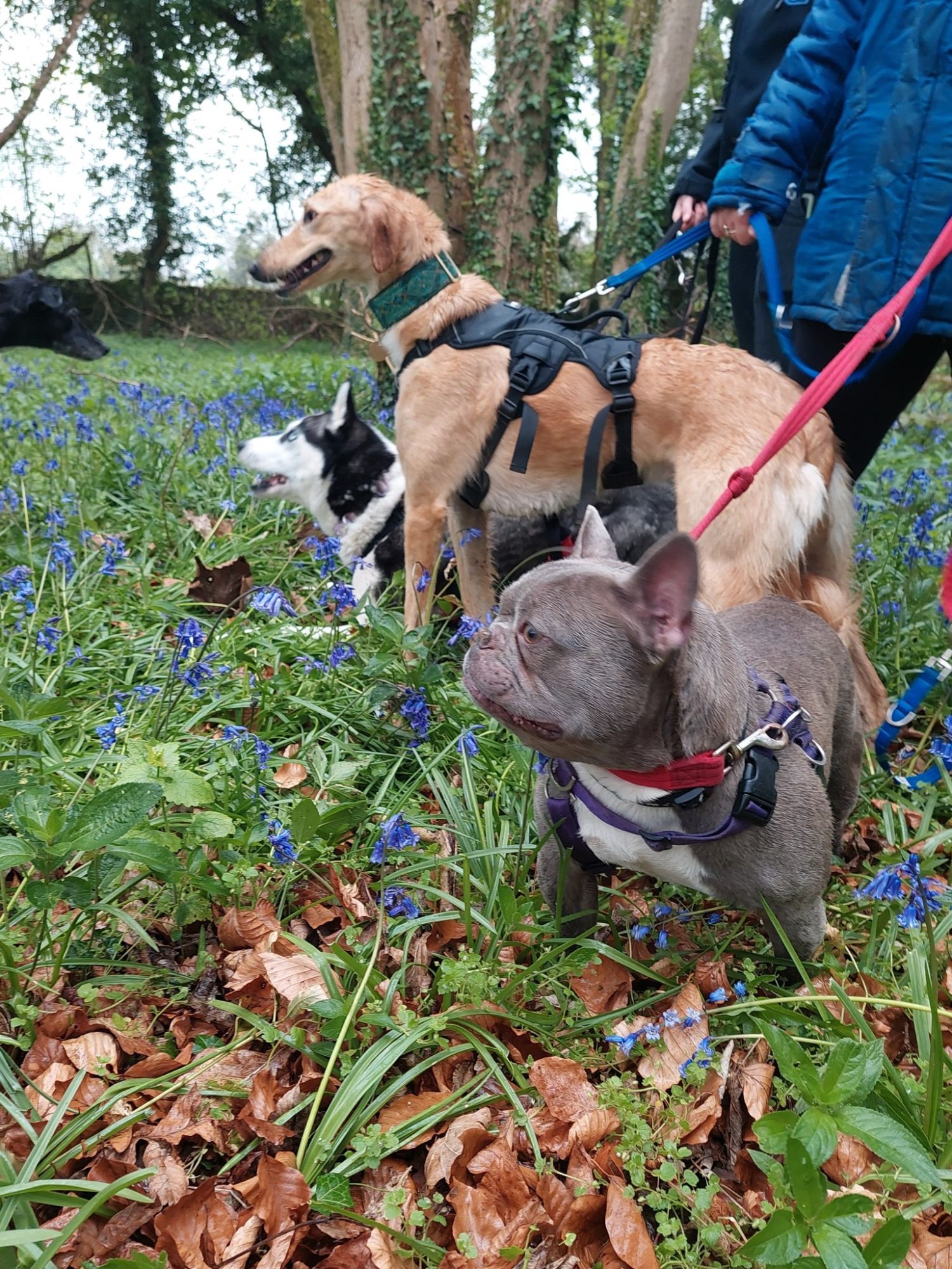 Nana on a walk with other dogs