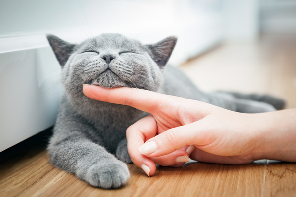 A grey cat being stroked on the chin