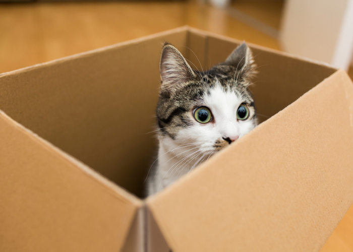 Cat in a cardboard box