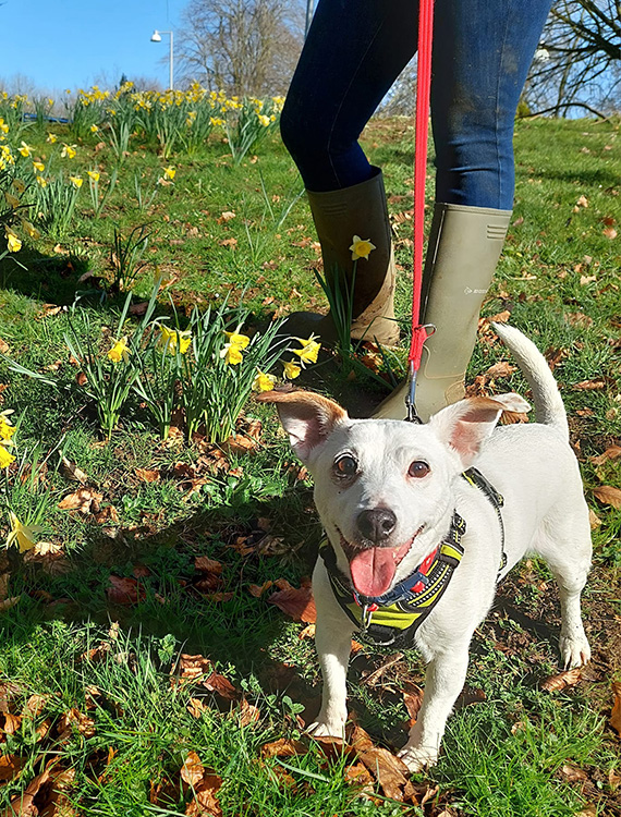 Candy the jack russell on a walk