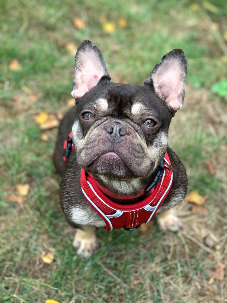 frenchie dog