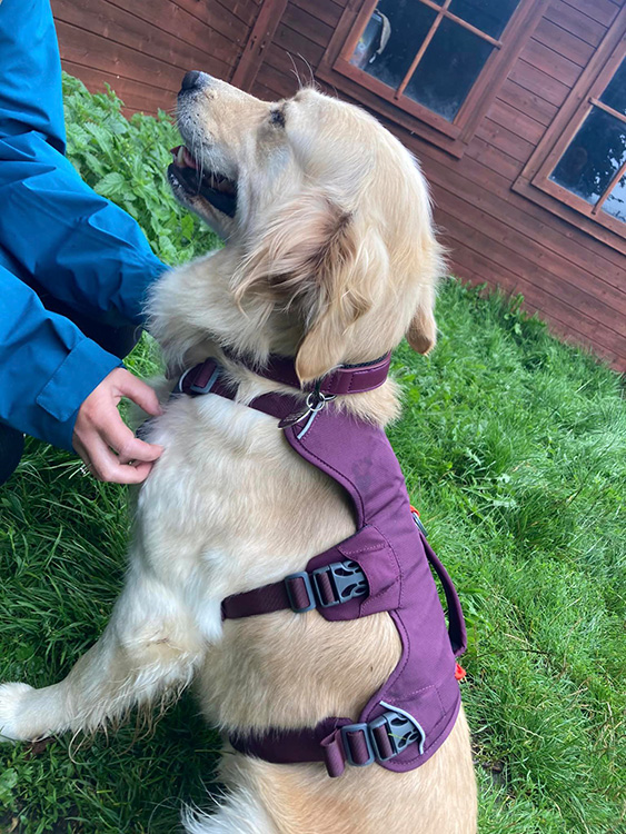 labrador dog having a walking harness put on