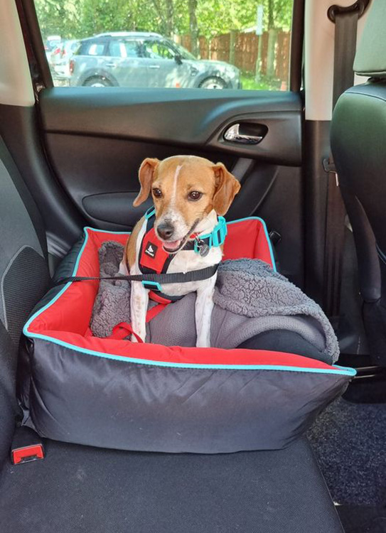 Maddy the jack russell  being adopted