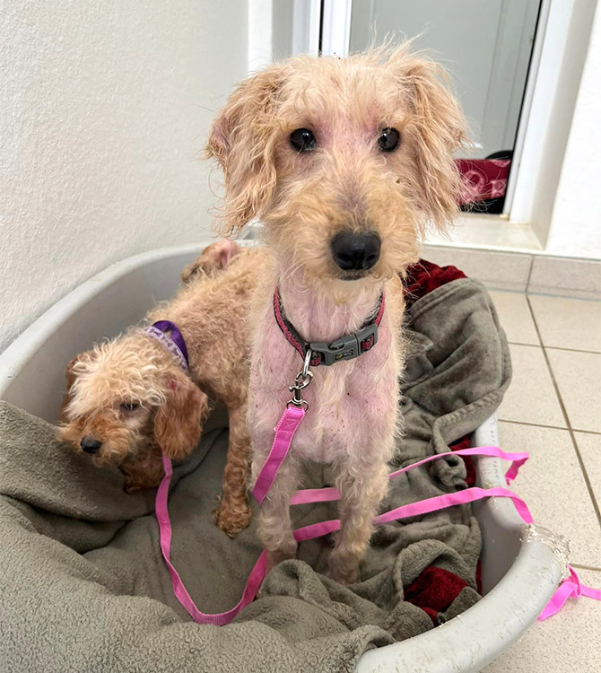 Barbie and Cindy podles before their bath and groom