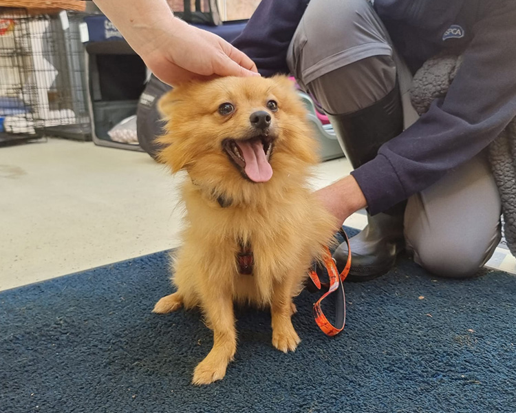 Small dog called Jaffa on adoption day