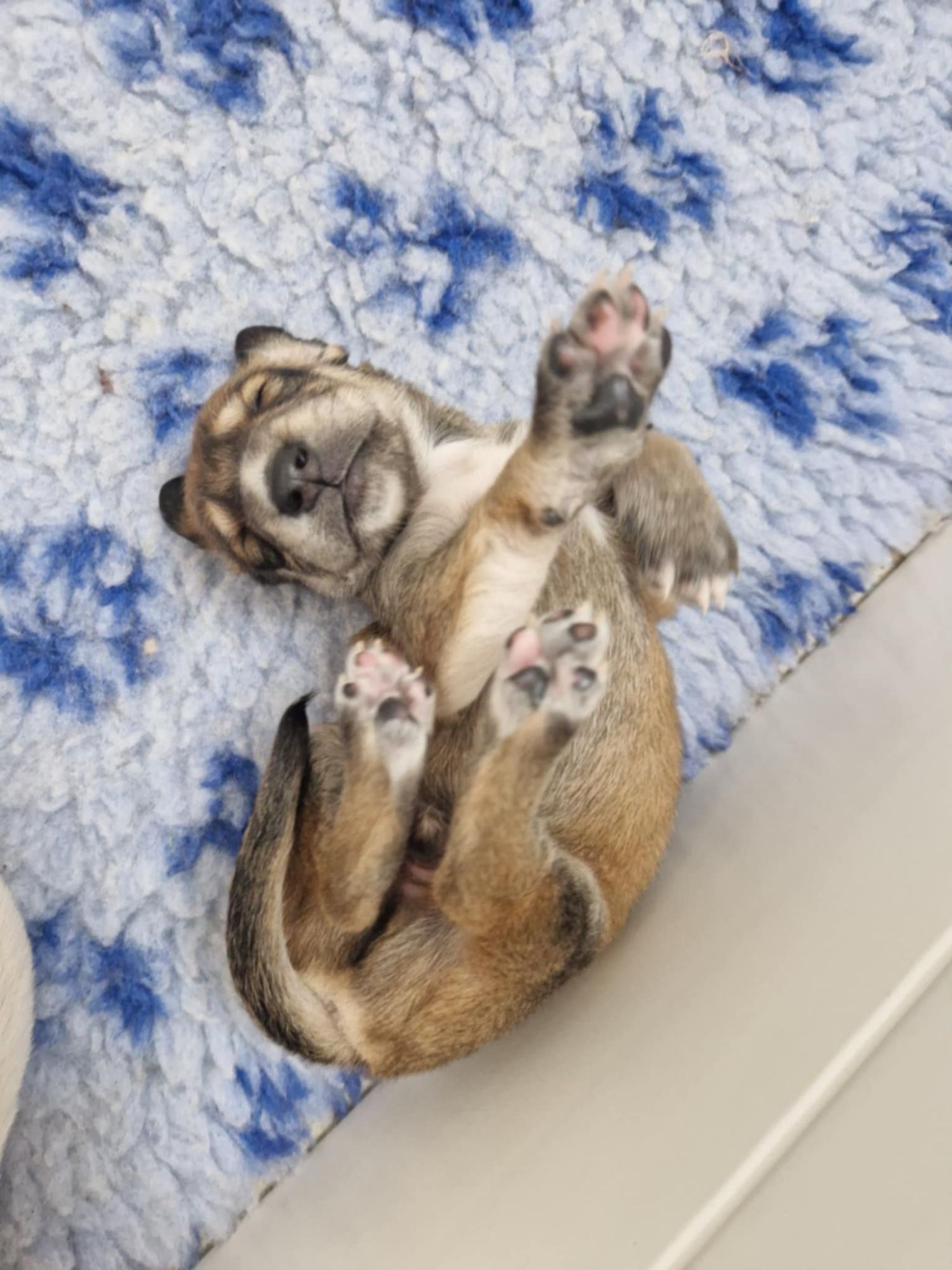 One of the puppies sleeping on his back