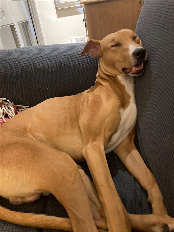 Big tan and white dog fast asleep on the sofa, looks like he would b snoring