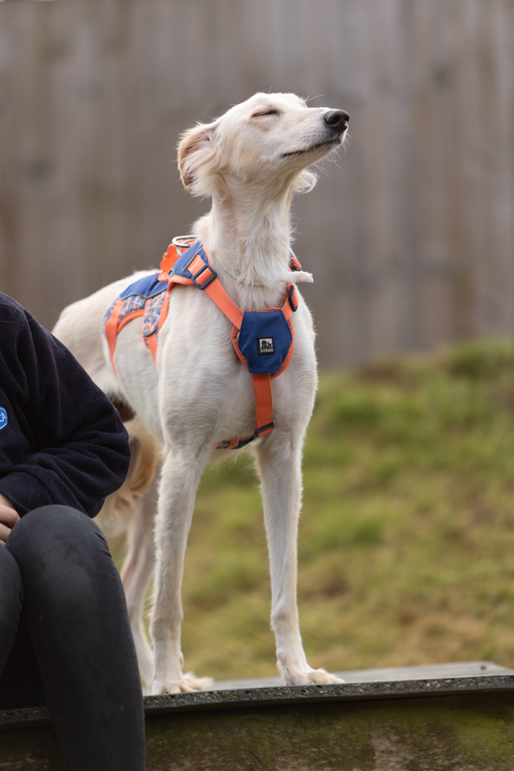 Happy lurcher dog with eyes closed