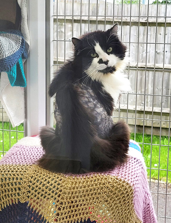 Viktor the cat showing his clipped fur