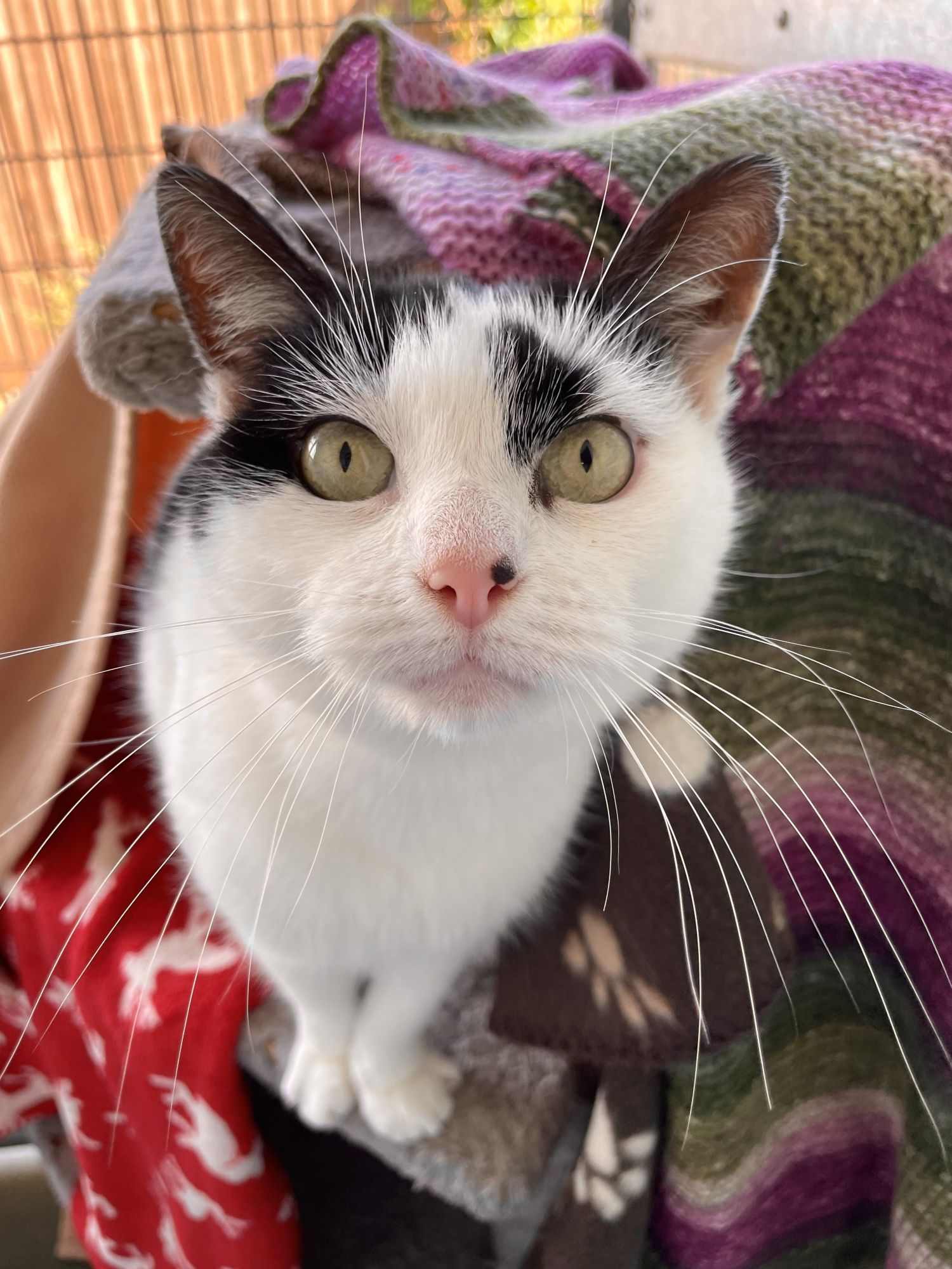 Pretty cat in a cattery, looking at the camera