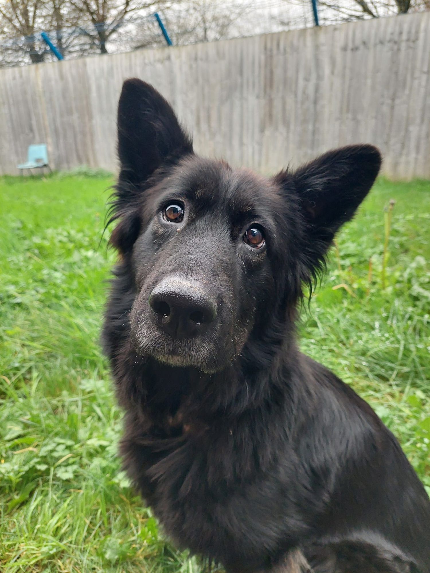 Nervous looking black german shepherd dog in a paddock, in a rescue home setting