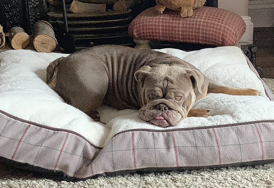 Coco the British Bulldog in her adopted home