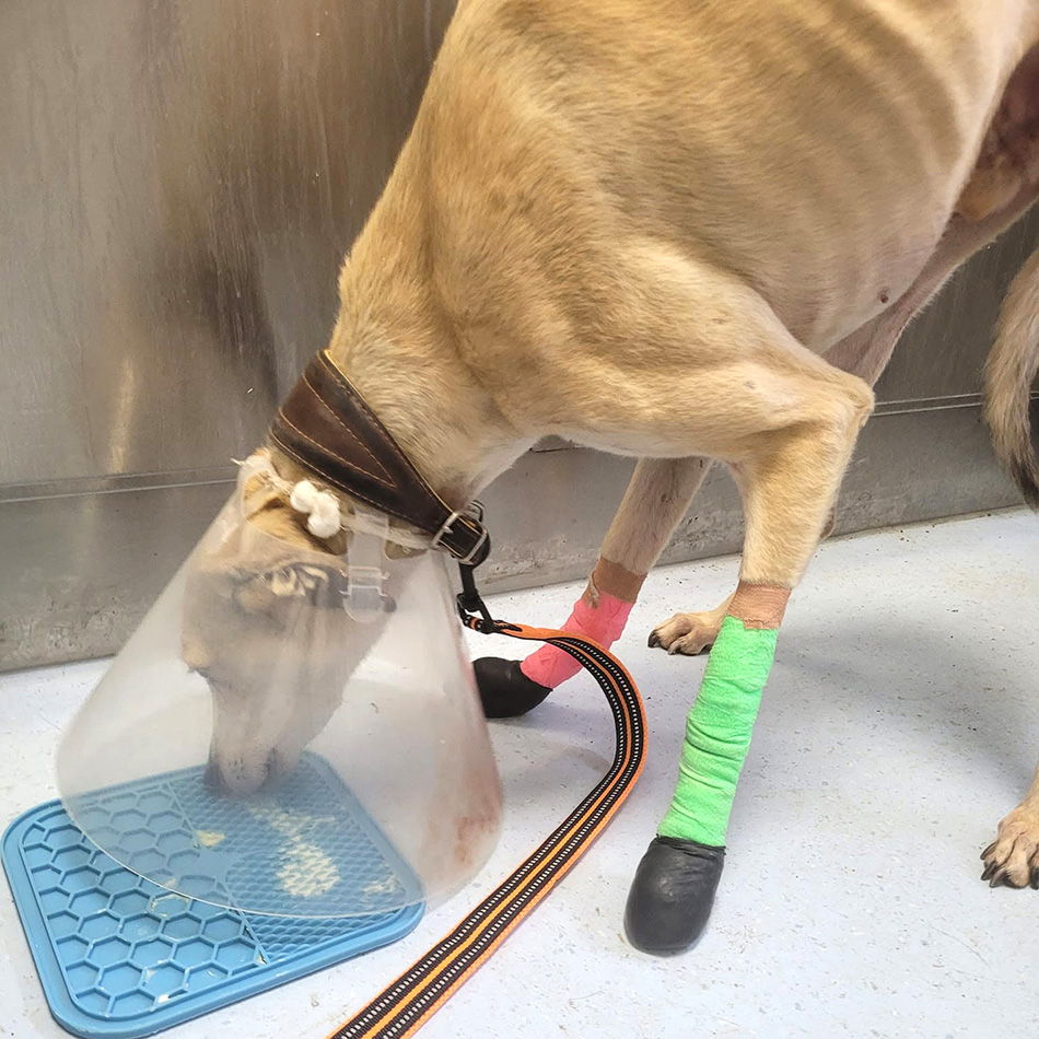 dog with broken leg