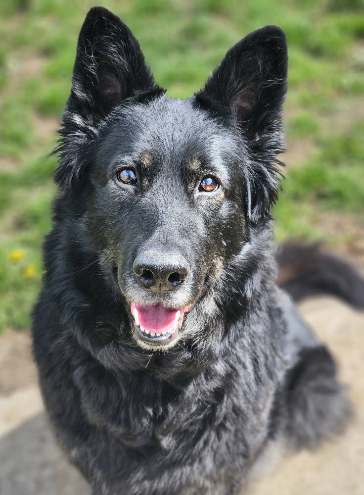 Happy looking black german shepherd dog
