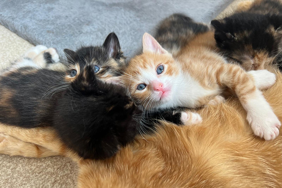 Kittens curled up with mum