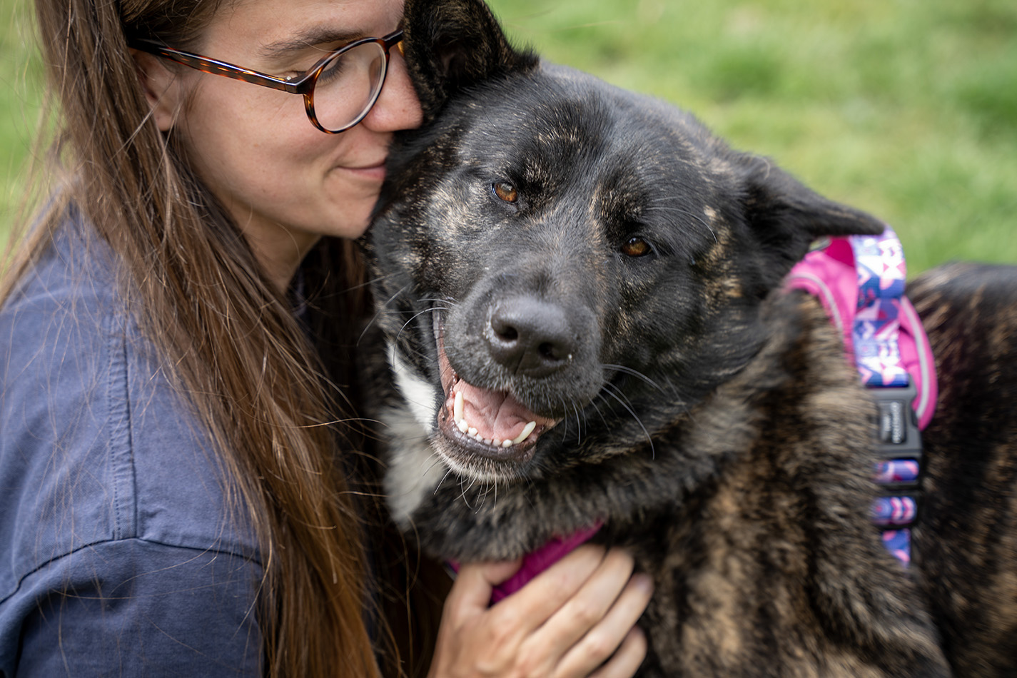 BCDH animal carer giving a big dog a cuddle