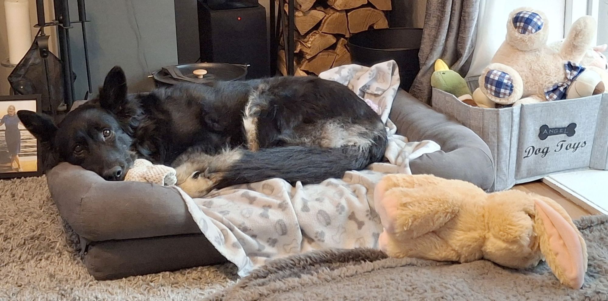Black german shepherd dog resting ina  comfy bed in a home setting, with a box full of toys nearby