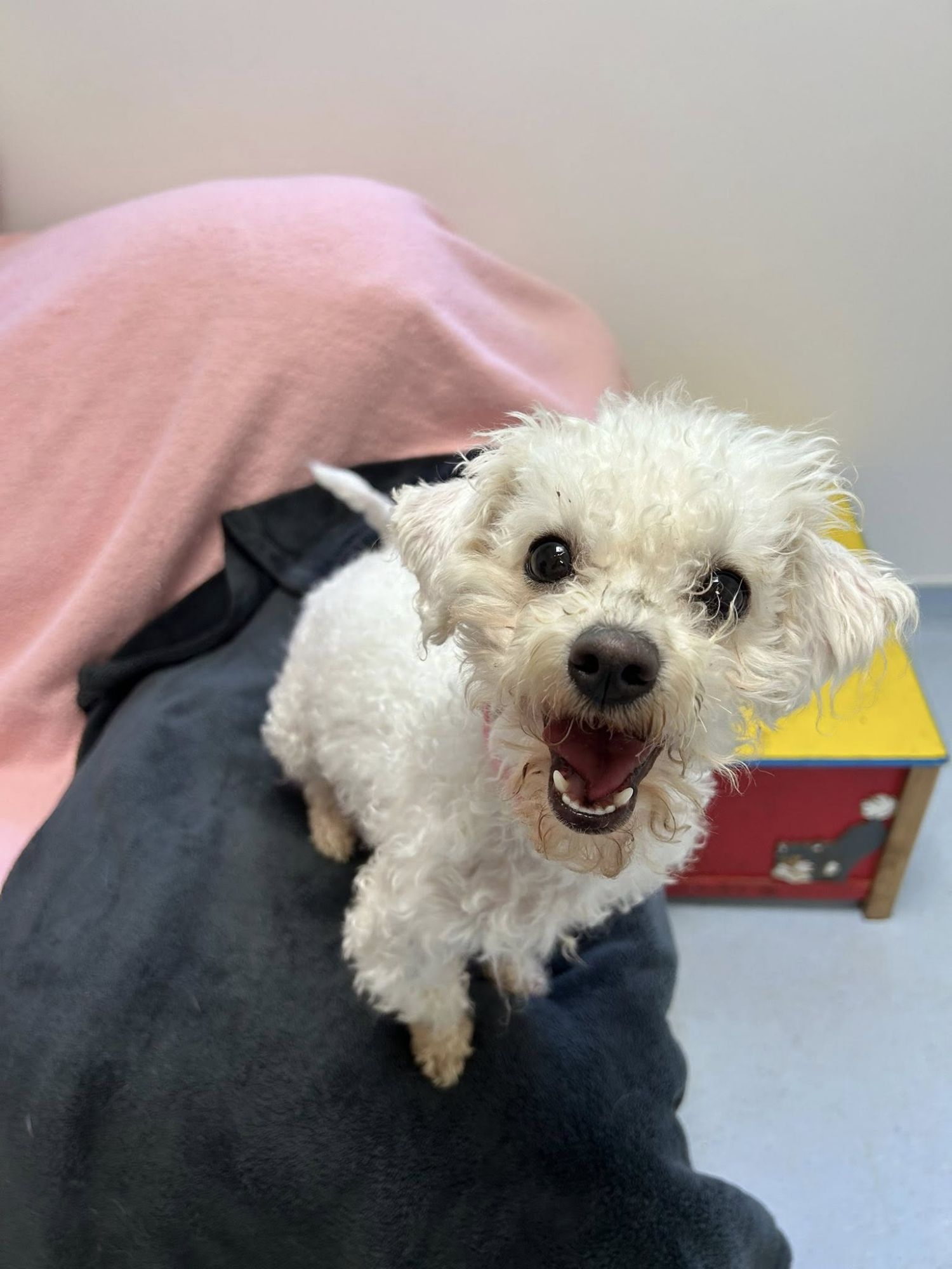 small poodle type dog on the arm of a sofa, looking happy