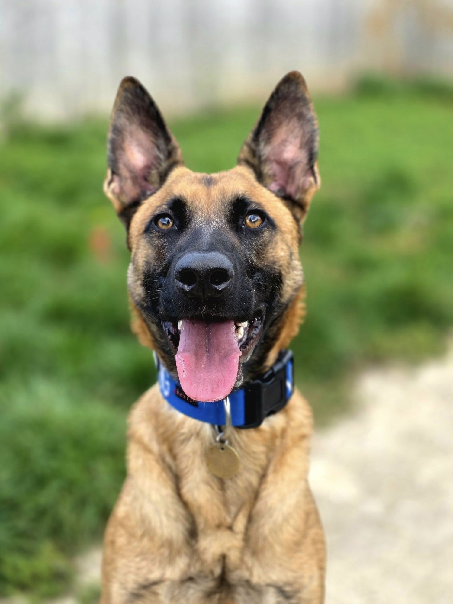 Abbie the malinois, portrait