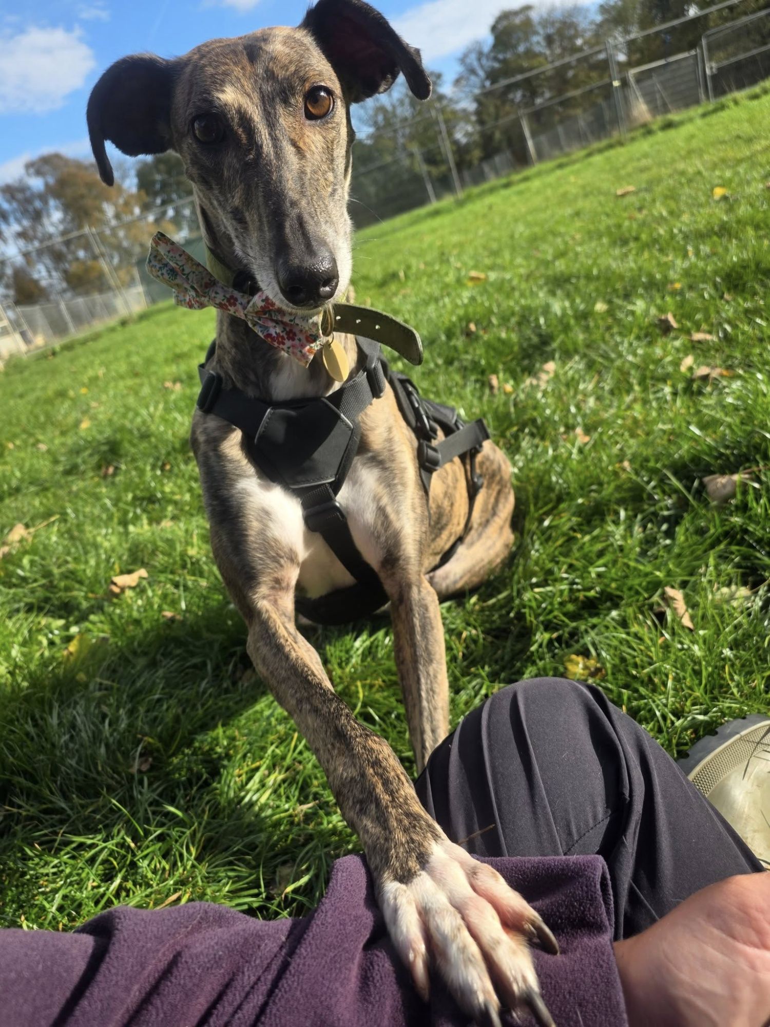 brindle greyhound lurcher asking for a cuddle