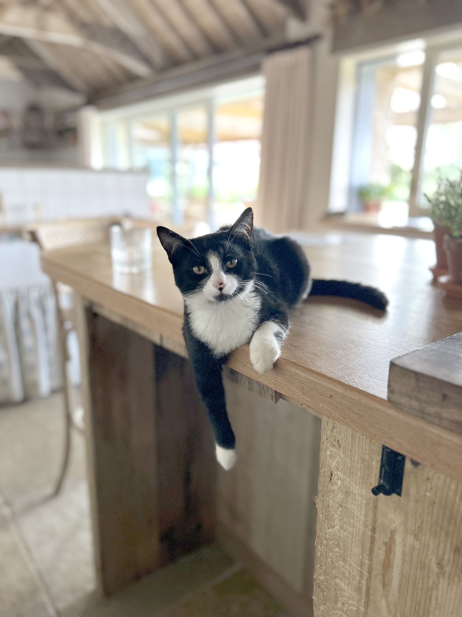 Black and white cat on a kitchen counter in a country home