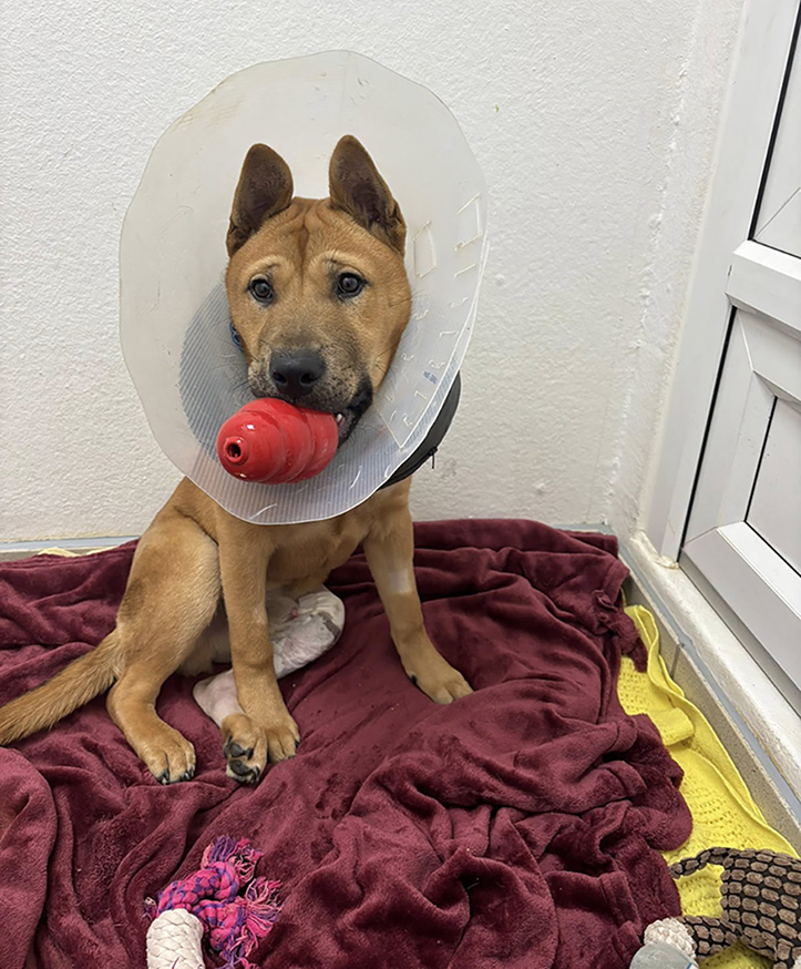 Young brown dog wearing a buster collar and carrying a kong, in a kennel setting. His leg shows signs of an operation.