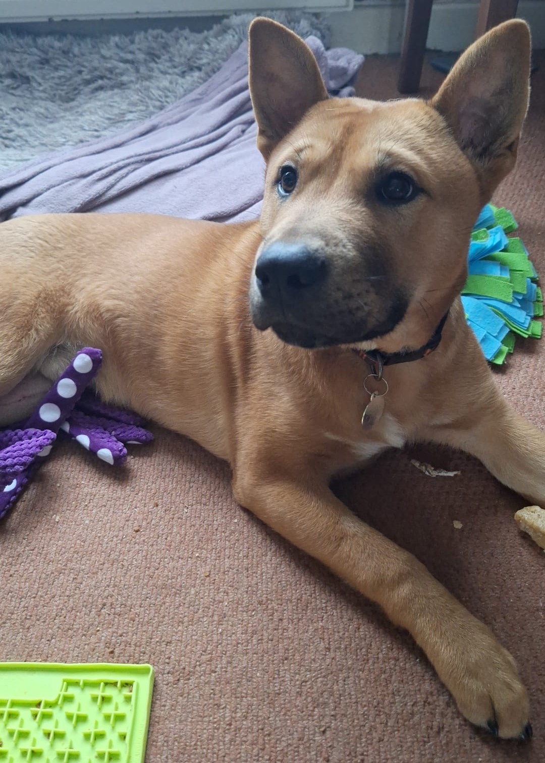 Young brown dog in a home setting with toys and a lickimat