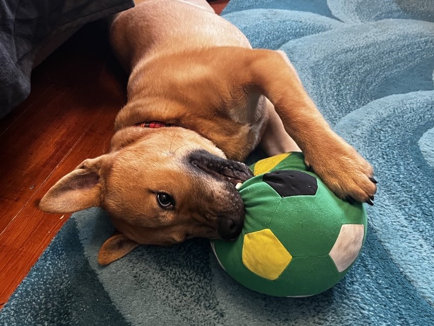 Young brown dog playing with a large soft green football toy