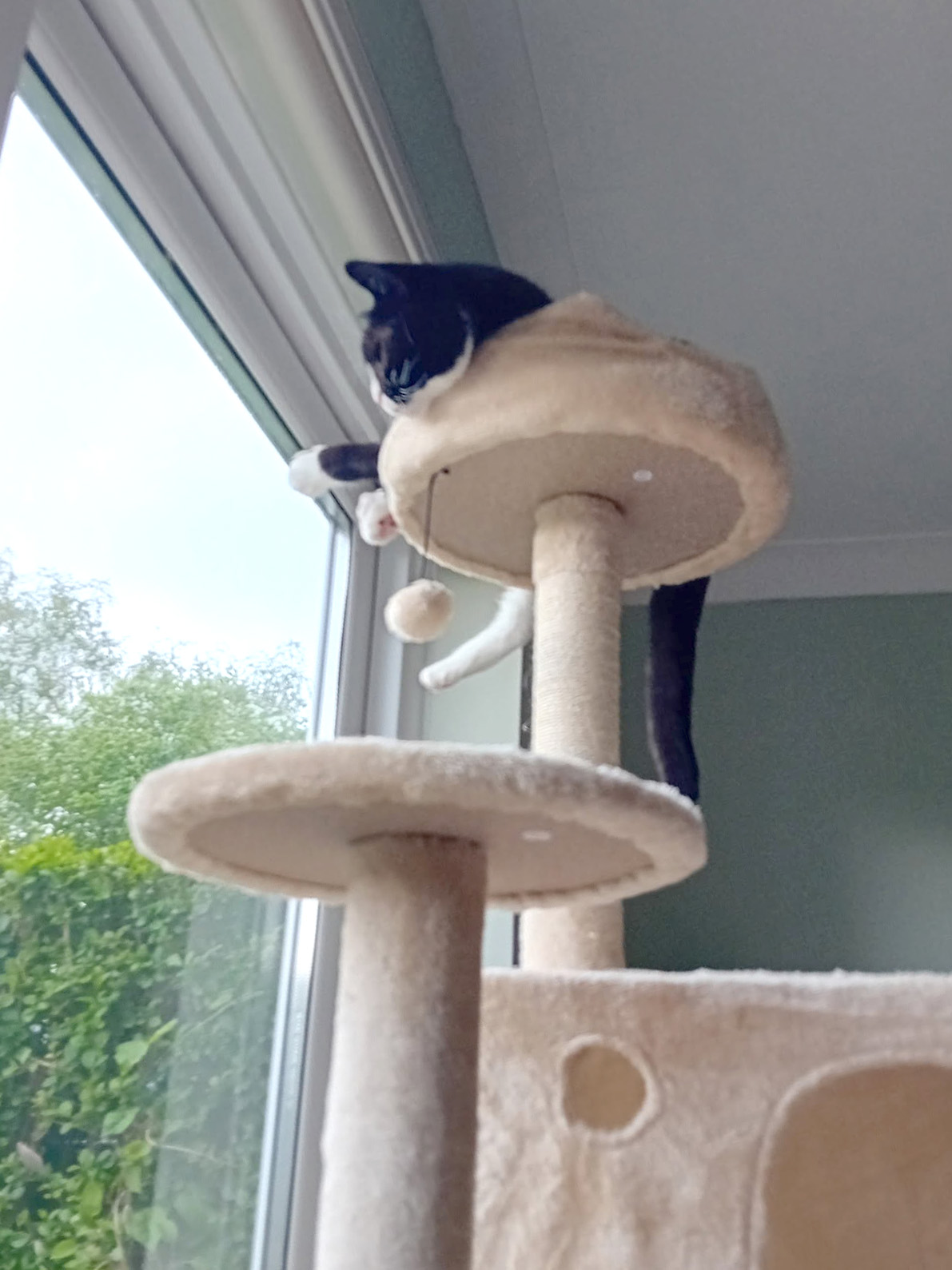Cat high up on a cat tree looking out of a window