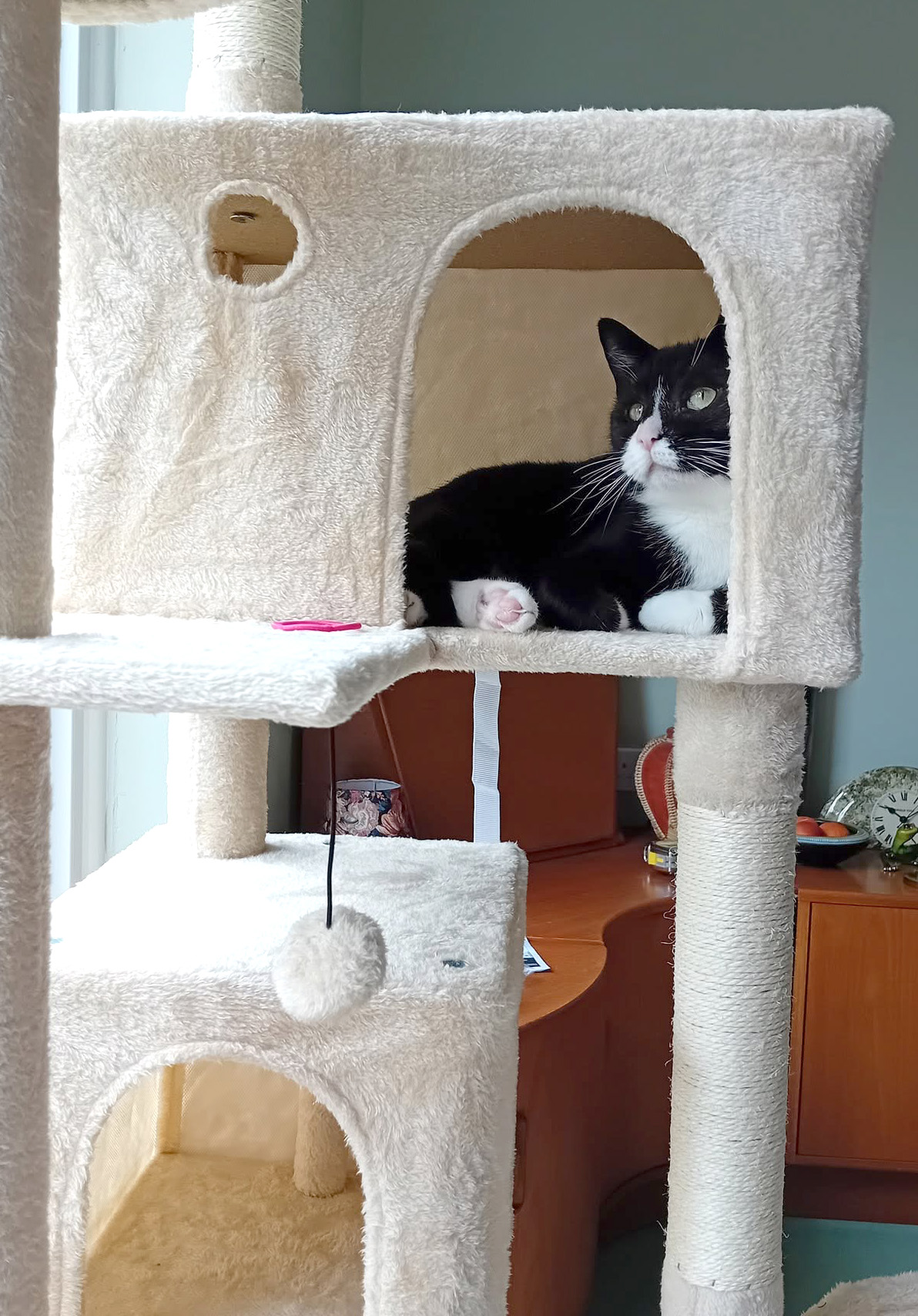 cat in a hidey hole within a cat tree