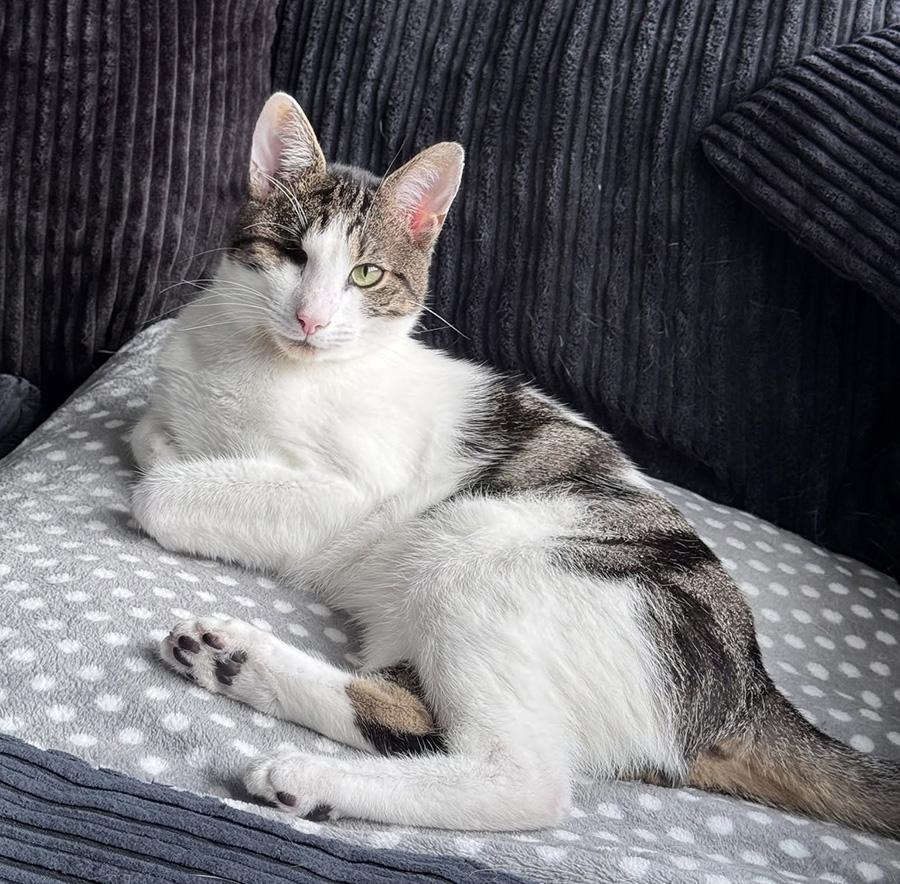 Sardine the cat in his new home