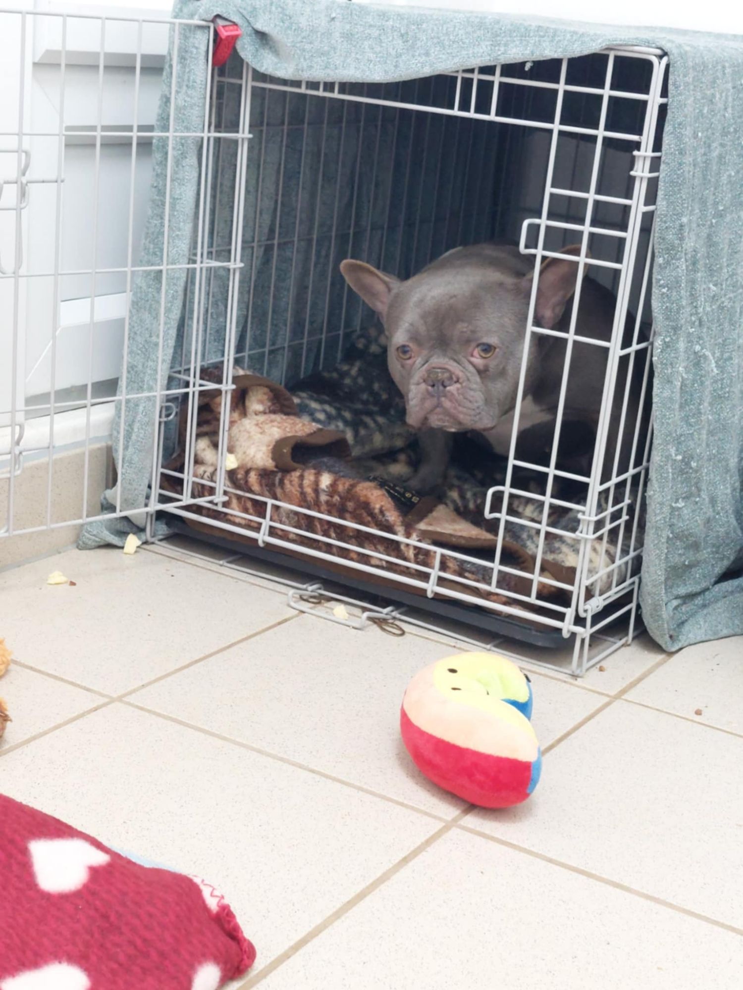 Nana hiding in her crate
