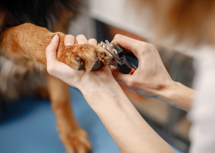 Close-up of a dog's nails being clipped