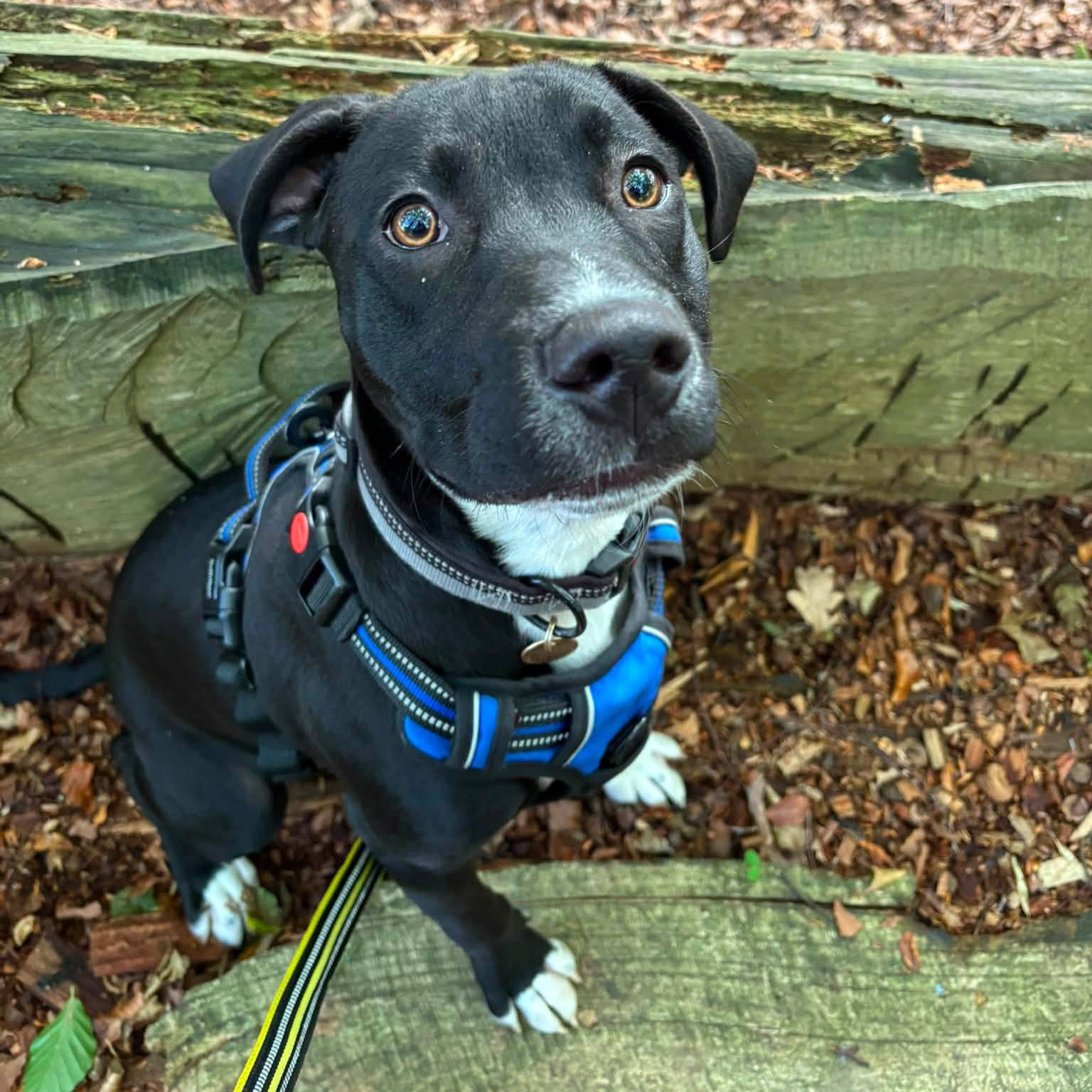 Dog outside looking at camera