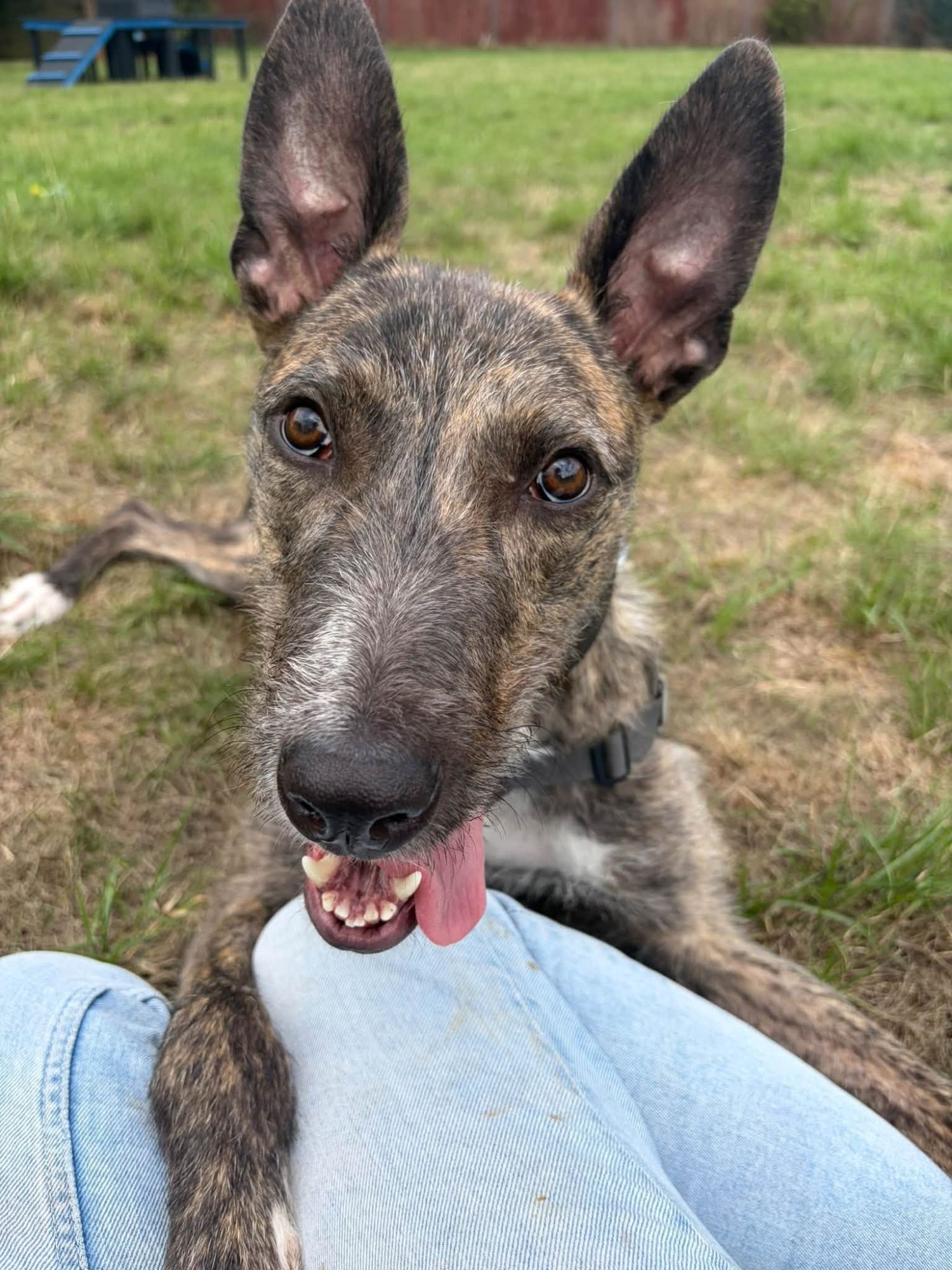Cute lurcher dog