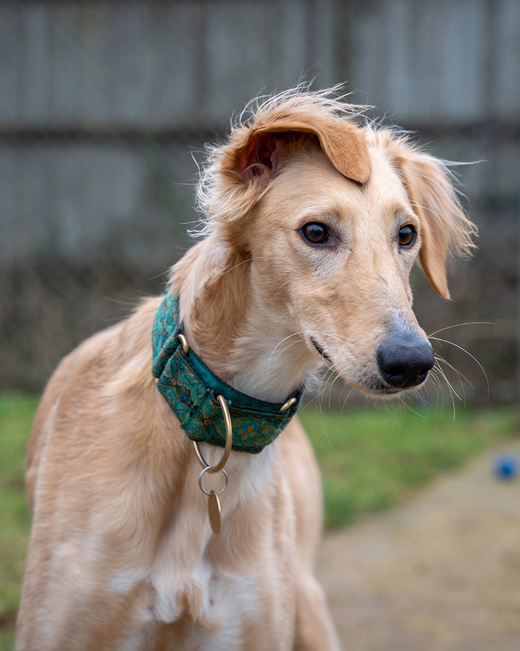 Tan saluki dog in rescue paddock setting