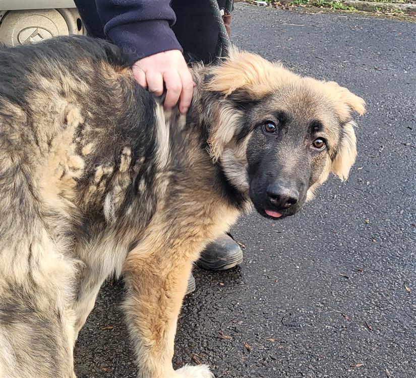 Scared german shepherd dog in a car park