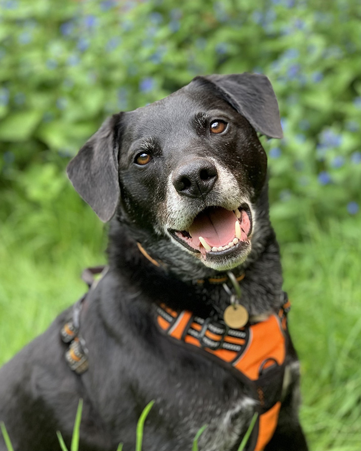 Older labrador dog in garden setting