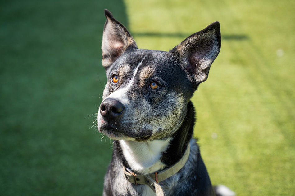 Handsome husky-type dog with clear hazel eyes, waiting expectantly in a sunny place