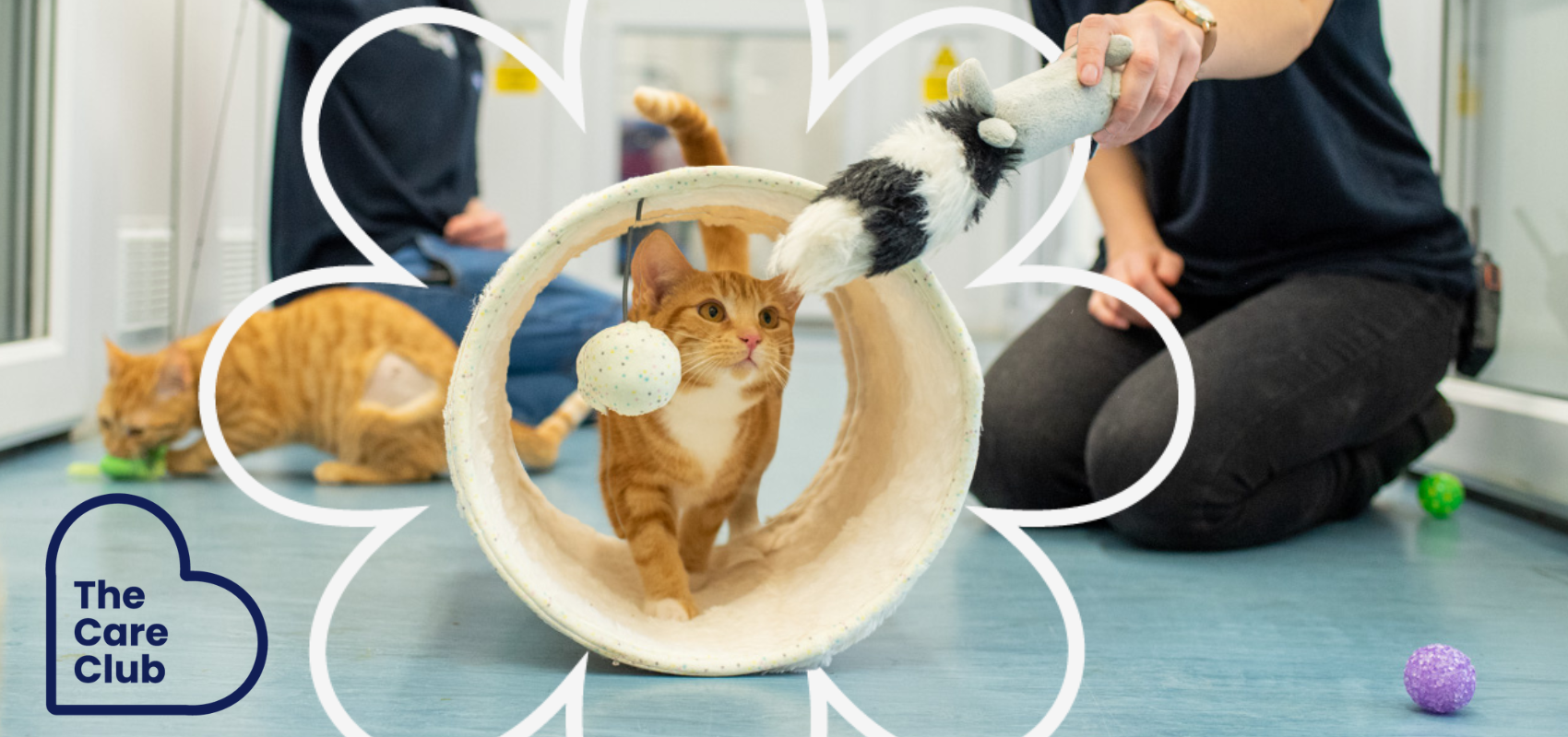 Kitten in play tunnel with toys, with Care Club daisy icon