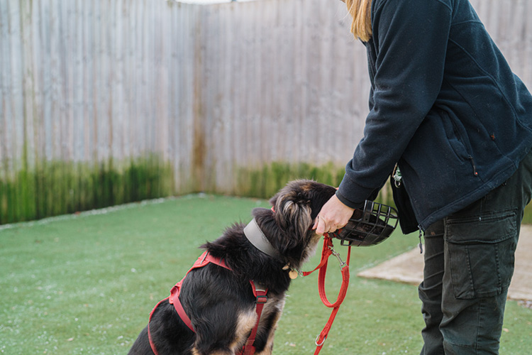 Ke having muzzle training as part of his rehabilitation programme