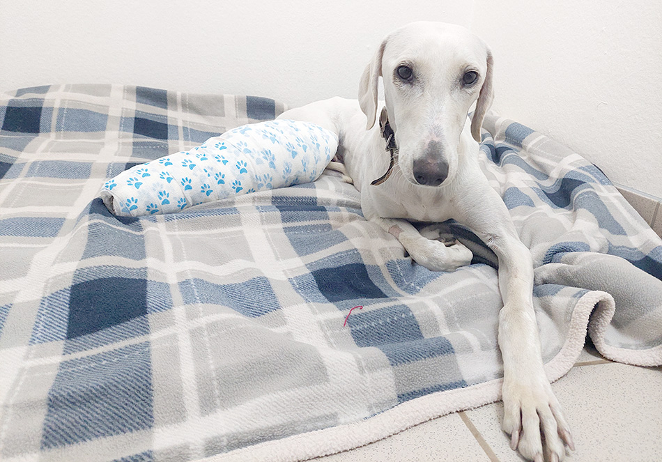 White lurcher with his hind leg in a huge plaster bandage
