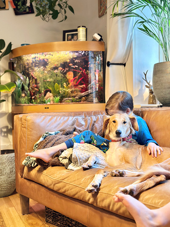 Dog lying on sofa with small child