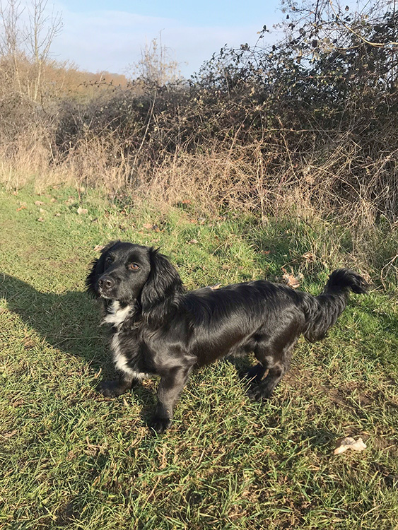 Young dog on a walk