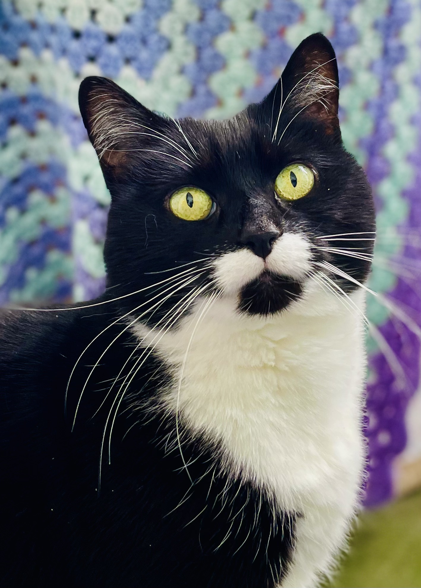 Pixie the black and white cat