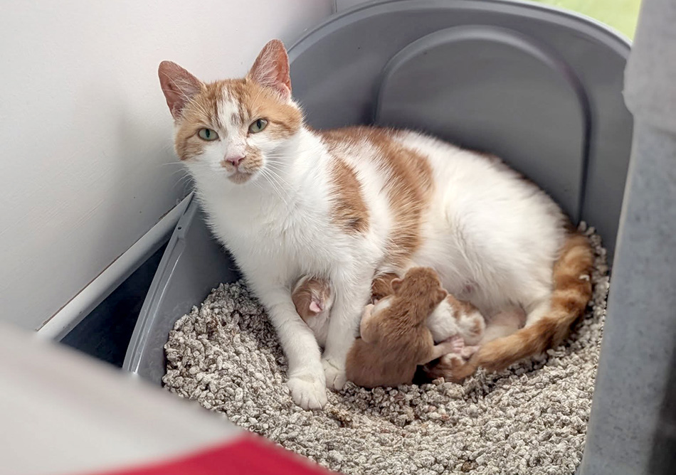 A ginger and white mum cat with a litter of kittens that have just been born
