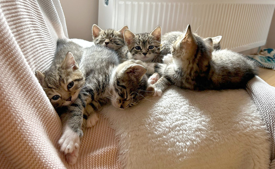 Group of 5 week old kittens on a comfy chair in a foster home